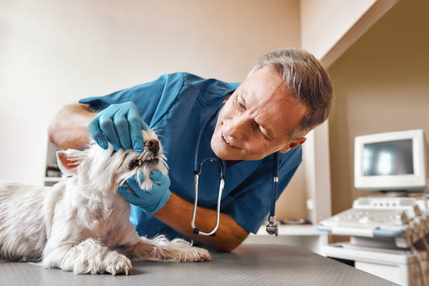 Best Emergency Root Canal Treatment in Lanse, MI